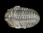 Detailed Flexicalymene Trilobite - Ohio #57877-1